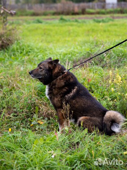 Собака в добрые руки отдам бесплатно