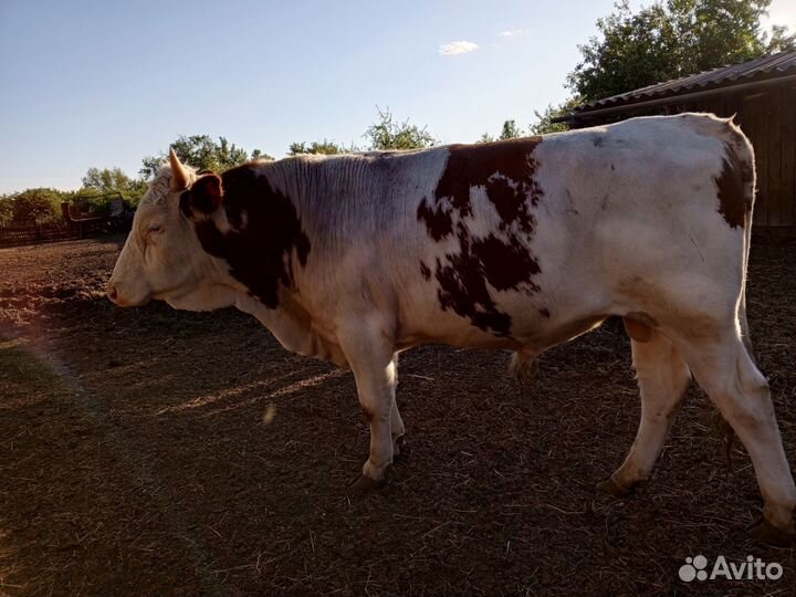 Бык на племя Симентвл