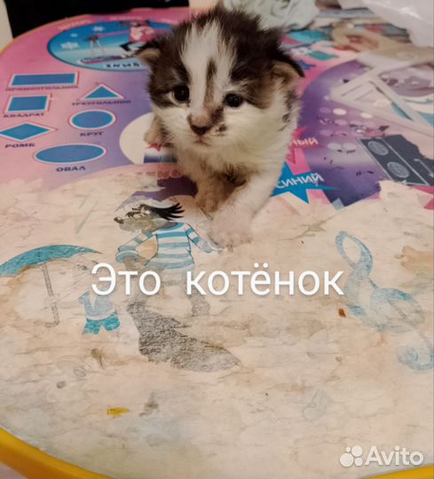 Котята мейн-кун