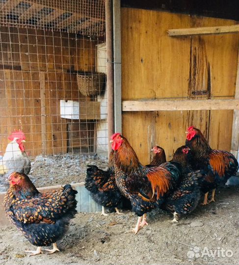 Виандот,брама (инкубационное яйцо)