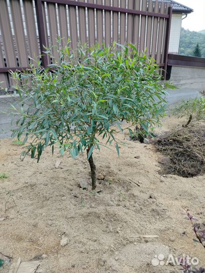 Продам Иву шаровидную