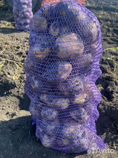 Картофель белый (сорт галла) цена за мешок