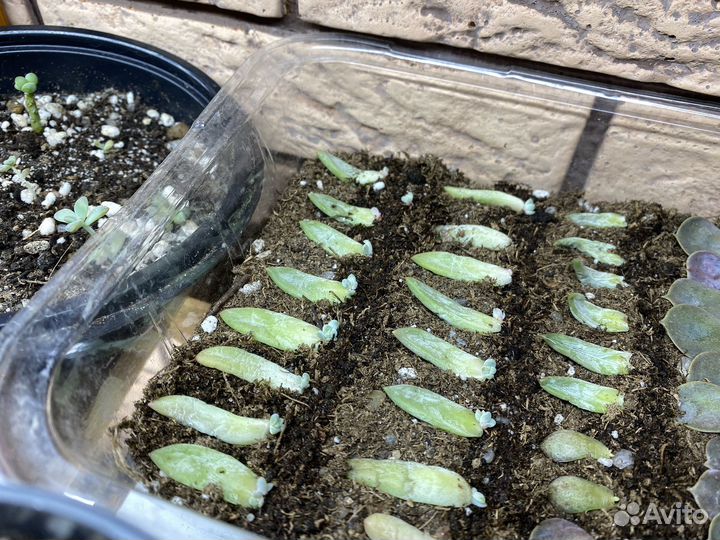 Суккуленты ростки