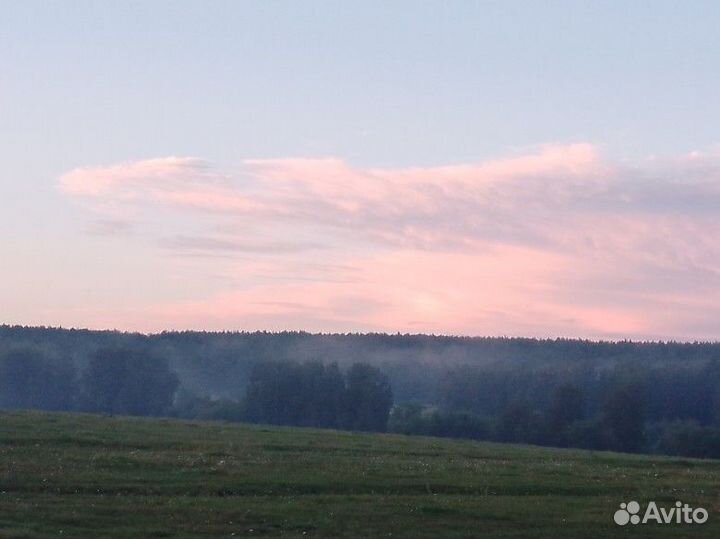 Рисунки котиков и собачек