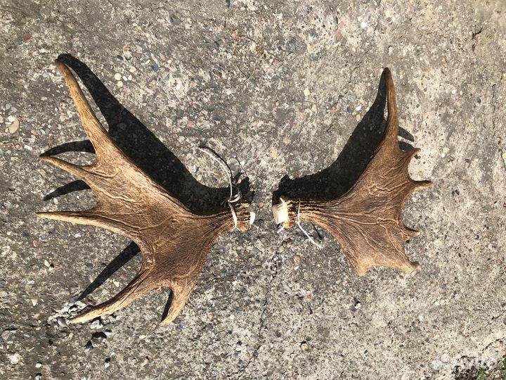 Продам рога лося