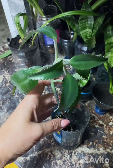 Комнатные цветы