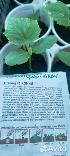 Рассада огурцов и кабачков