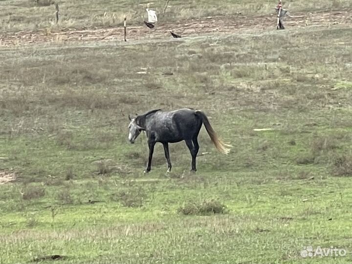 Кобыла и жеребец