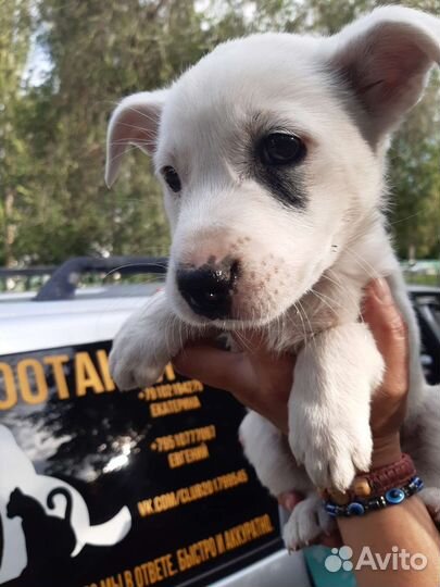 Чудесные малыши ищут добрые руки