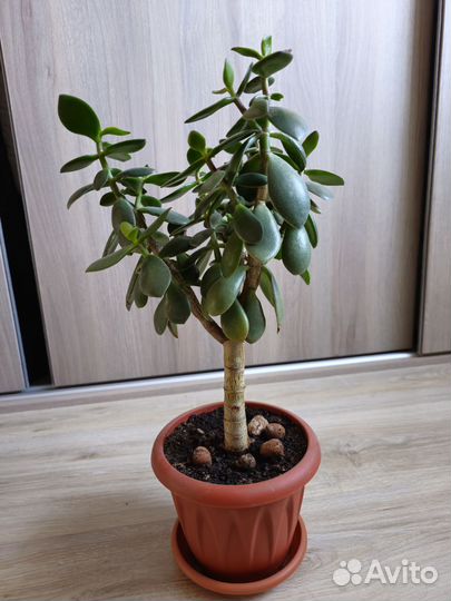 Толстянка Денежное дерево