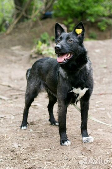 Ночка в добрые руки