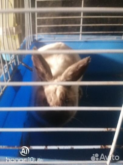 Кролик Мальчик декоративный