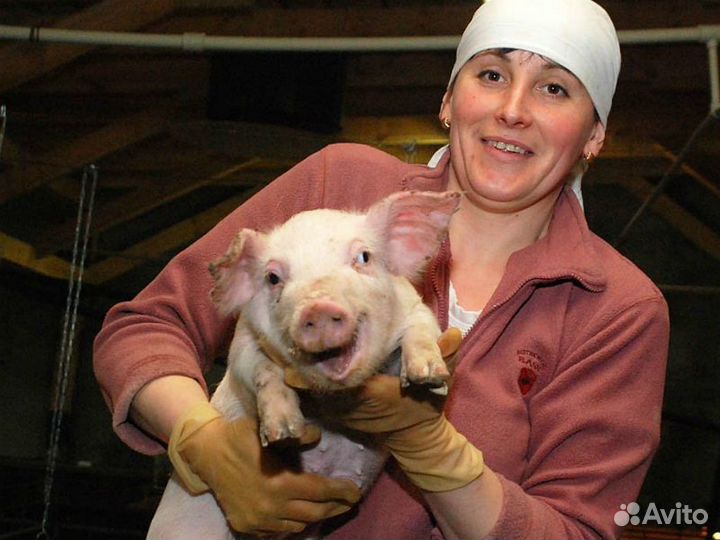 Выращивание поросят/оператор фермы