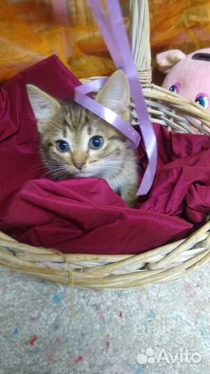 Котёнок девочка возраст 1 месяц