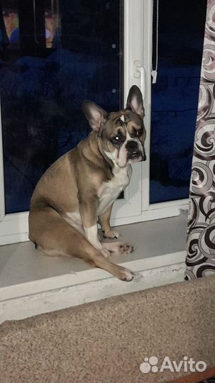 Франзуский бульдог вязка