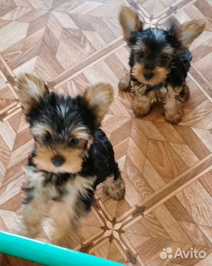 Йоркширский терьер