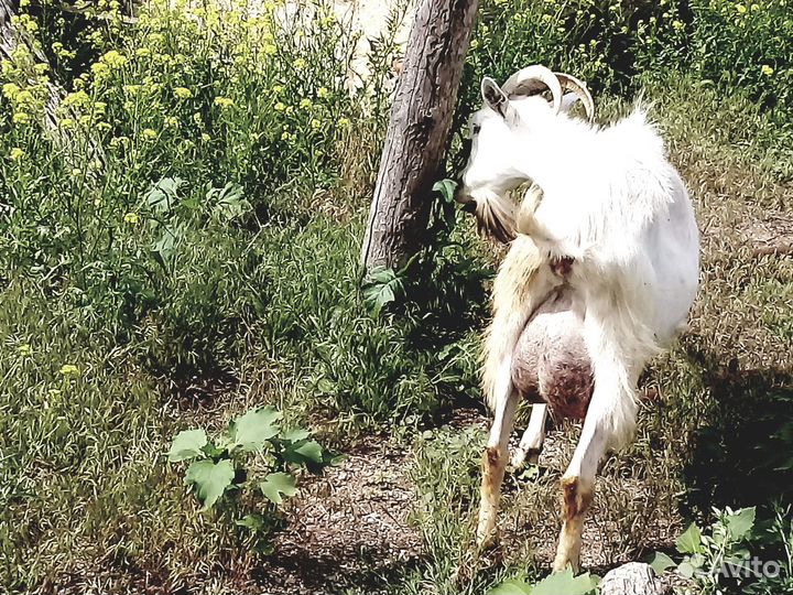 Продаются дойные козы