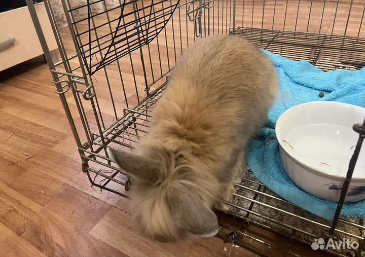 Кролик декоративный, взрослая самка