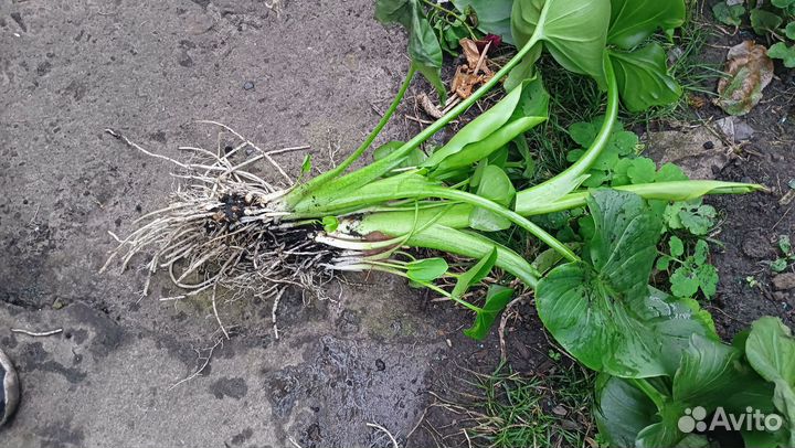 Калла эфиопская белая