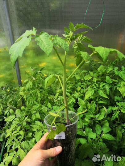 Рассада помидор