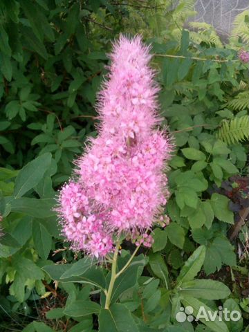 Спирея Билларда