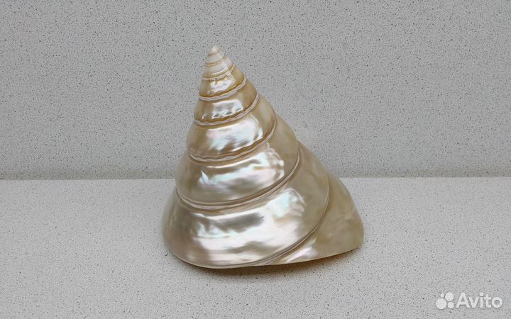 Трохус Нилотикус 11,5*10,4 морская ракушка