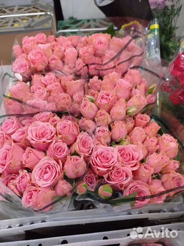 Кустовые розы