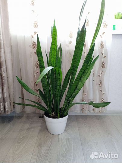 Сансевиерия сортовая