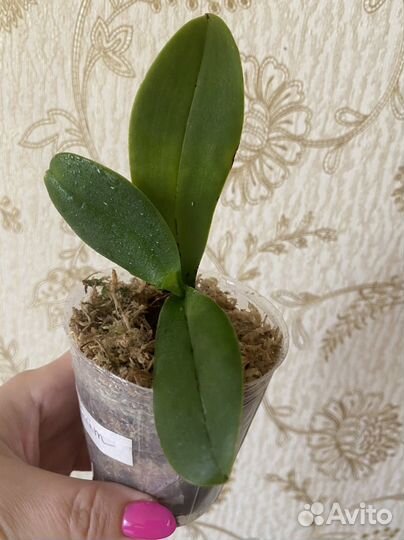 Орхидея бабочка