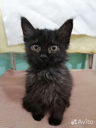 Котята ангорята