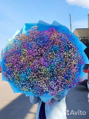 Гипсофила радужная фиолетовая голубая розовая