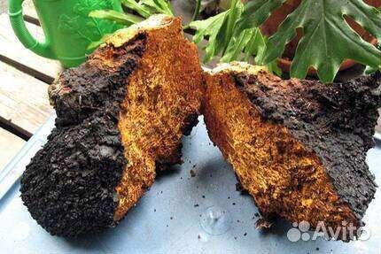 Березовый гриб чага