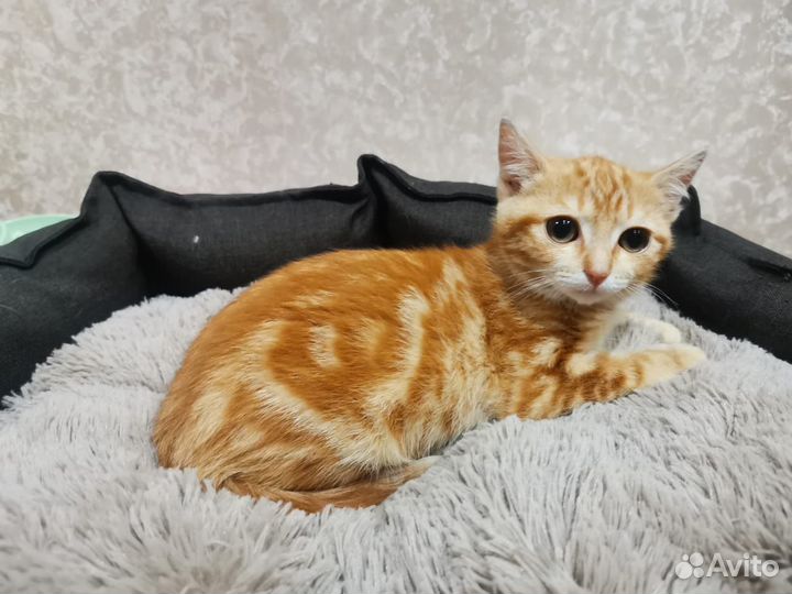 Рыжий котенок девочка в дар