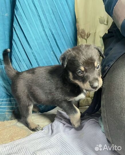 Щенки небольшая собачка в отлове