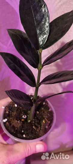 Замиокулькас