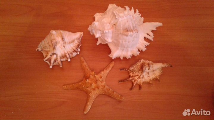 Морские Сувенирные статуэтки Ракушки