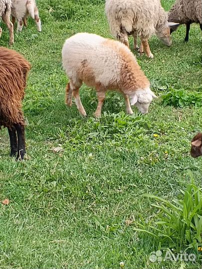 Овцы бараны