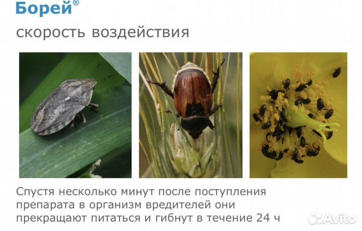 Борей (инсектицид)