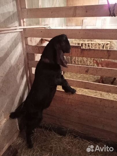 Козел вязка