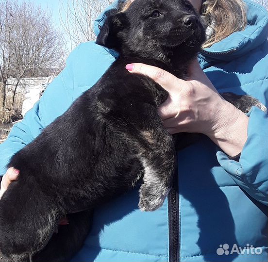 Ищу добрый дом