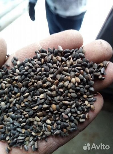 Семена ели обыкновенной