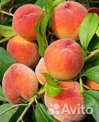 Персики саженцы в наличии информация в тексте