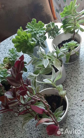 Традесканция и суккуленты