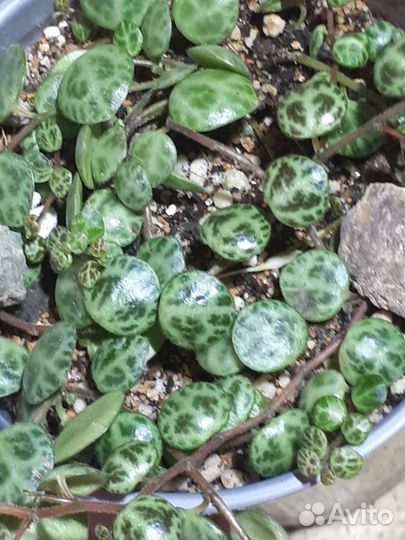 Пеперомия прострата