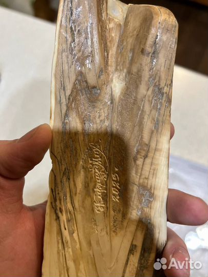 Бивень мамонта