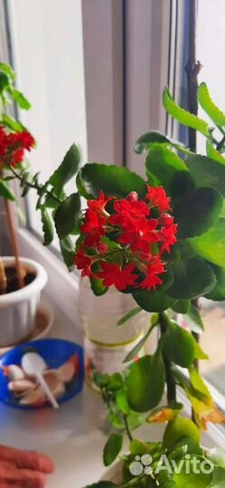 Комнатные цветы каланхоэ