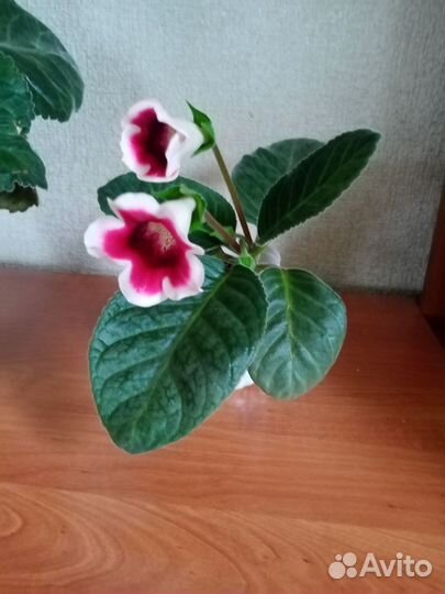 Глоксиния