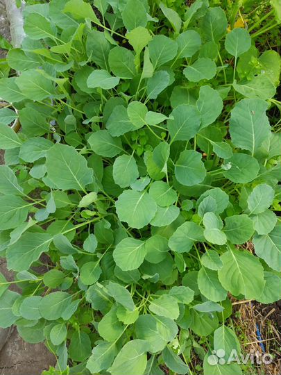 Капуста зимняя,цветная,брокколи рассада