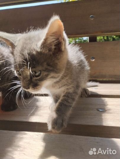 Кошка Шантильи-тиффани