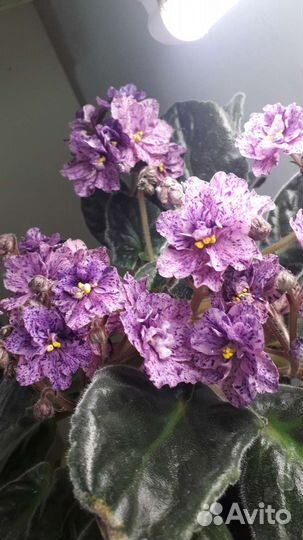 Сортовые фиалки